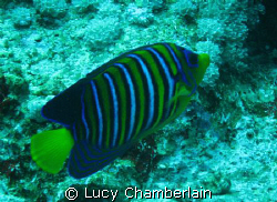 A Royal Angel Fish  by Lucy Chamberlain 